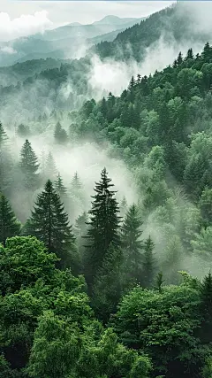 花瓣素材_风光通用实景森林云雾背景图片素材_193515309