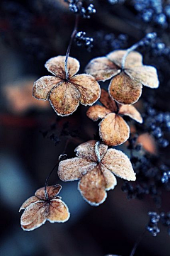 木之时间采集到花植