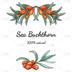 海荆棘水彩画架.被白色背景隔离。天然化妆品、奶油、果酱、果汁、油、香草茶模板.设计标签，横幅，传单。