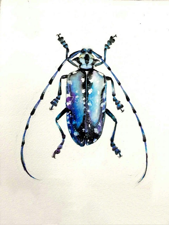 昆虫标本水彩画图片