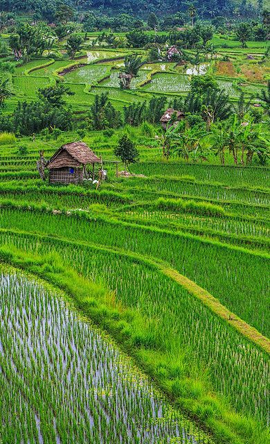 Rice terraces close ...