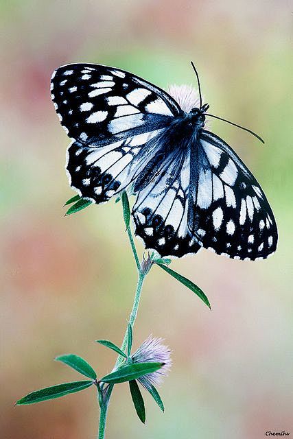 Melanargia ines