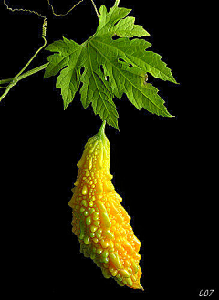快乐死鱼采集到植物