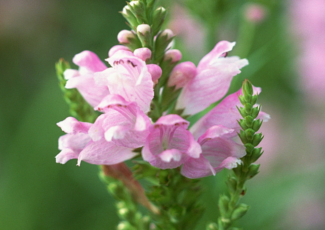 植物 花纹 复古 背景 卡通 花朵 线条...