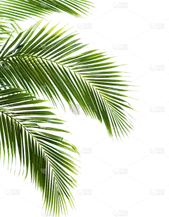 夏季果蔬实景椰子叶通用元素素材