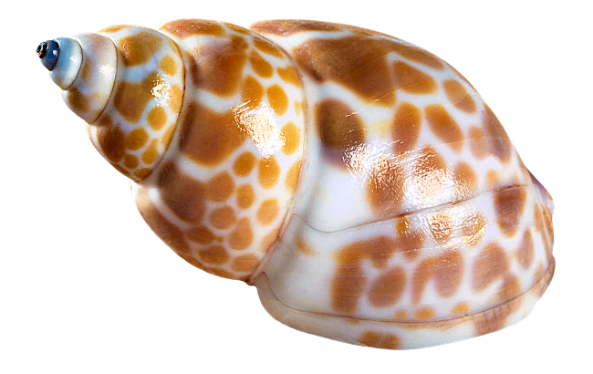 seashell_PNG33