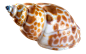 seashell_PNG33