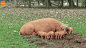 应该不是亲生的#gif##animal##pig#