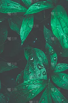 新鲜的绿色野生森林植物。雨后湿叶与水珠。植物的自然背景。壁纸的海报。有机化妆品健康水疗环境保护。潮人
