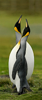 penguins <3