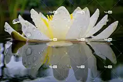 荷花 独独黄 花壁纸 花卉背景 自然 花 美丽的花朵 白色的