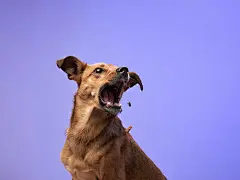 点击来源直接获取大图文件 |happy dog with open-mouthed, catching yummy, action, funny