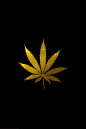 Gold Marijuana Leaf by illest