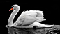 高贵的象征天鹅SWAN高清图片