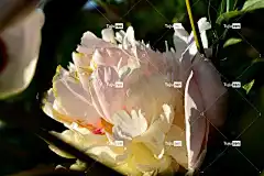 牡丹 美丽的花朵 花 花园 花壁纸 植物 盛开 花卉背景 开花