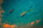 school of fish in water