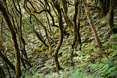 森林高清摄影素材