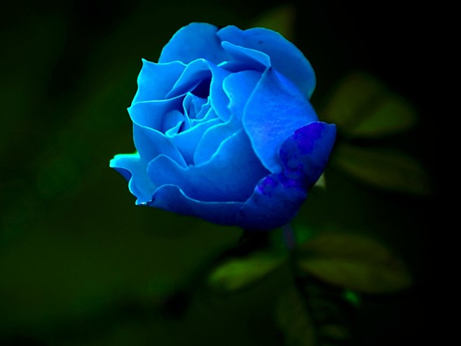  蓝玫瑰：. 奇迹与不可能实现的事。
