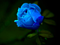  蓝玫瑰：. 奇迹与不可能实现的事。
