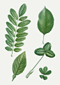 Free vector green leaves