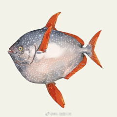 globefish采集到插画