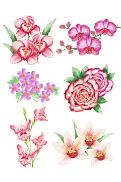 常见花朵蕙兰蝴蝶兰月季
