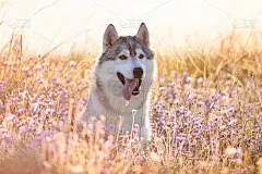 可爱美丽的灰色哈士奇与棕色眼睛坐在绿色的草地和丁香花在日落背景和黄色阳光背光。狗在一个自然的背景。