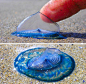 蓝色舰队里的帆船，帆水母Velella velella。它们是一种管水母，圆盘和帆是水母体，下面有很多有毒的水螅体触手，捕食其它水母，不过人的脸皮太厚，它们蛰不动。
