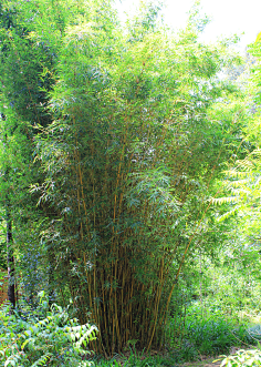 小琴丝竹/金竹/竹~originate~采集到z-植物花镜采集kinpan.