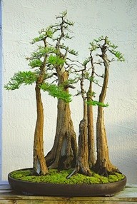 Cypress Bonsai Fores...