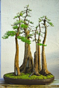 Cypress Bonsai Forest