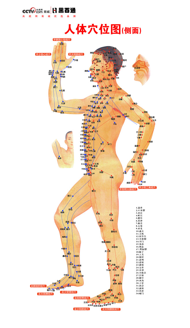 人体穴位图（侧面高清）