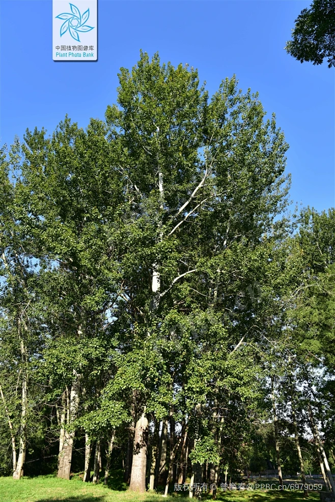 毛白杨 Populus tomentosa Carrière 中国植物图像库-花瓣网
