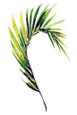 Fine art print Palm frond tropical leaf art by KianaMosleyStudio
