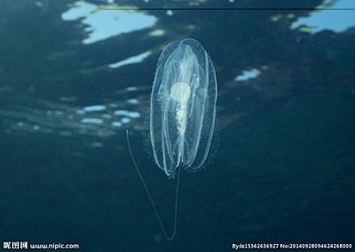 海洋生物摄影图__海洋生物_生物世界_摄...