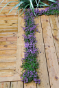 Garden border on the deck