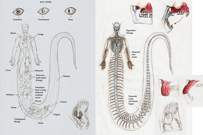 nagah_serpentes_anat...