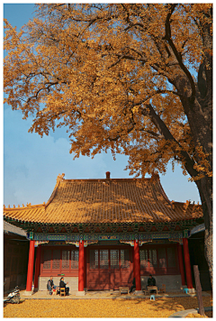 离羽星采集到古风场景