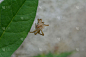 蜘蛛,野生动物,橙色,鳞翅类,翅膀,蜘蛛纲,小的,自然美,动物,植物