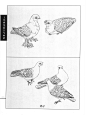 《工笔画线描动物画谱》之飞禽篇