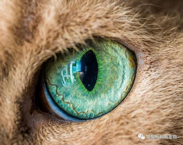 这些微距拍摄的猫眼睛图片，你看了是什么感...
