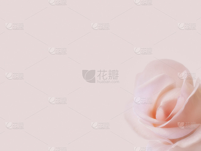 玫瑰,光,柔和,粉色,彩色图片,美,水平...