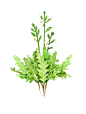 草本