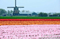 【荷兰】看看这世界上最美的农田, 南麂土著旅游攻略