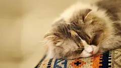 短毛波斯猫酣睡中的喵星人呆萌宠物电脑壁纸大全http://www.kutoo8.com/