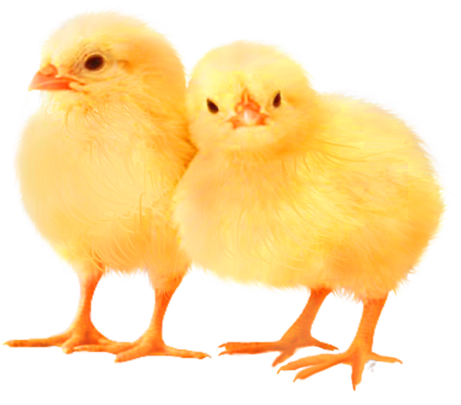 小鸡png