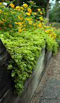 Creeping Jenny ..added to my hanging baskets