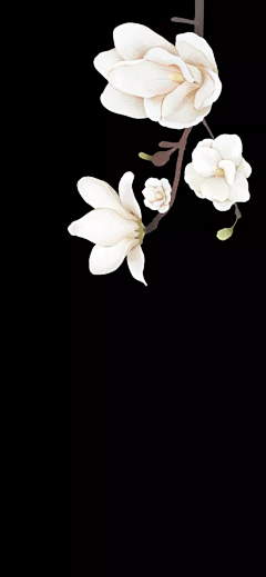 西木小栗子采集到花绘 