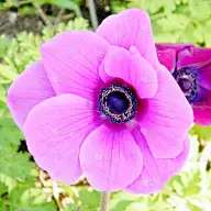 2011年拉马特甘公园的粉色皇冠海葵