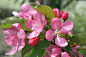 Malus Spectabilis 粉红色的花朵 - Pixabay上的免费照片